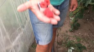 Видео-обзор плодоносящего куста малины сорта Маравилла