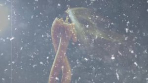 Любимая песня!  Песни для души! Свеча горела (COVER).