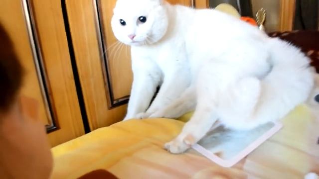 Кот и учебная голова манекен смотреть онлайн