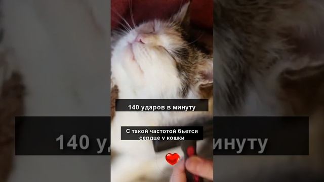 Прислушайтесь к сердцу вашей кошки #shorts