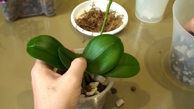 ОРХИДЕИ МАЛЕНЬКИЕ ПЕРЕСАЖИВАЮ в долговечный грунт чтобы не гнили корни и БЫСТРО РОСЛИ смотреть онлайн