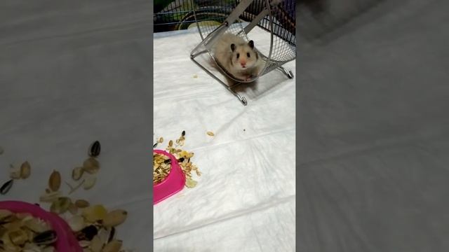 Сирийский хомяк гуляет в вольере смотреть онлайн