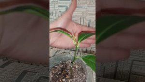 Апельсин Вашингтон Невел