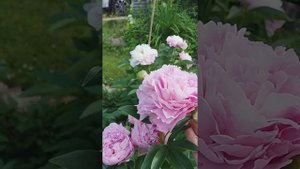 пион Дрезден Пинк