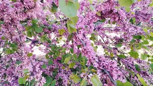 ONE OF THE MOST FAMOUS PARK IN MADRID EL PARQUE DEL BUEN RETIRO |MADRID SPAIN?? смотреть онлайн