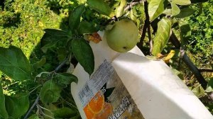 Как легко собрать яблоки с высокого дерева