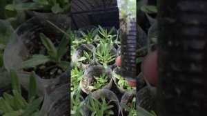 ГИПСОФИЛА выращивание из семян(обзор рассады)18.04.23