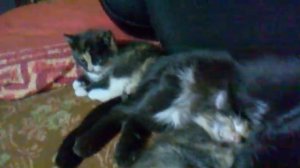 котёнок 4 раза пернул