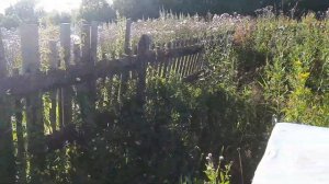 Медведь напал на пасеку. Пришёл прямо в поселок. Что делать?