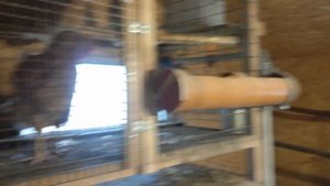 Очень удобный курятник для породной птицы