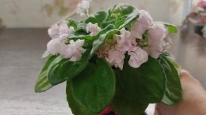 Фиалка сорт  DS - Сады любви