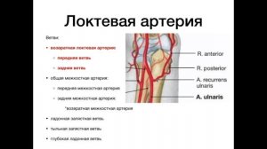 Артерии верхней конечности - анатомия сердечно-сосудистой системы (ССС)