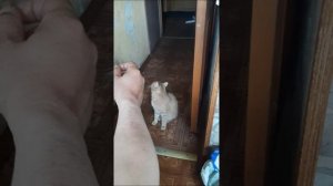 умный кот Вася
