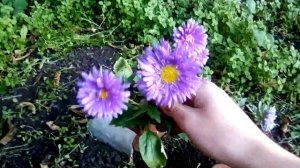 Как выглядят астры? Инфа про цветы!