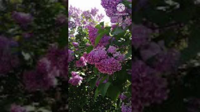 💐🤔Глубокая песня-размышление " БАЛЛАДА О ЦВЕТАХ "- сл.муз. А.Коняев