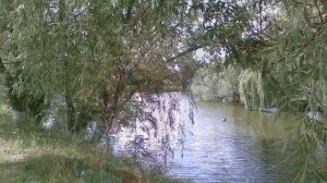 "Верба".  А.Могилевський и ВІА "Самоцветы"