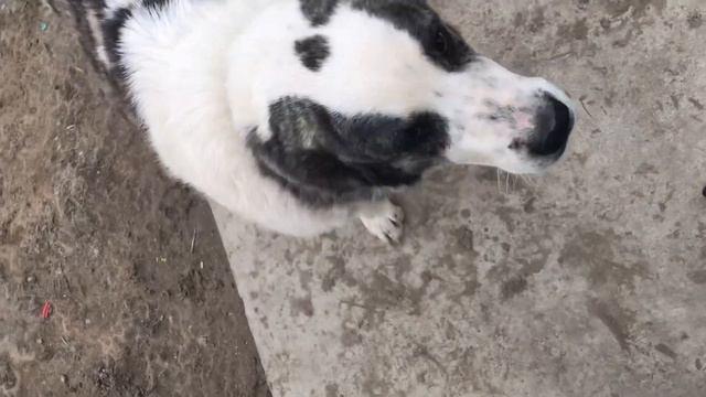 Дети и Алабай#Children and Alabay смотреть онлайн