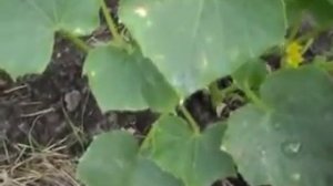 Ожоги на листьях огурца