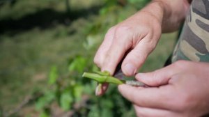 Как привить виноград. Способ быстрого получения урожая винограда.