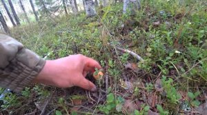 Тихая охота. Грибалка 2020. Вечерний сбор грибов. Архангельская область.#Грибы.