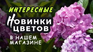 Новое в нашем магазине. Интересные сорта и гибриды гортензии, кальмии, розы и других цветов