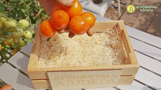 ВКУСНЫЙ СОРТ ДЛЯ АЛЛЕРГИКОВ – Томат Смайлик