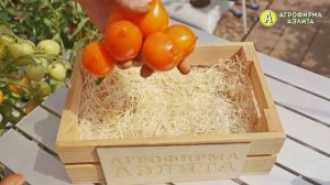 ВКУСНЫЙ СОРТ ДЛЯ АЛЛЕРГИКОВ – Томат Смайлик