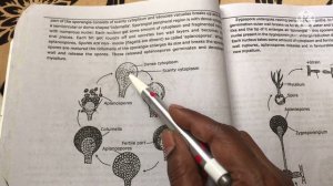 Mucor morphology and reproduction for tm