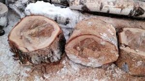 Заготовка дров на будущую зиму. Фитнес дома.