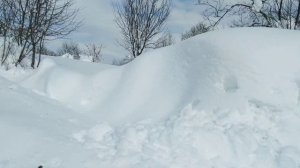 Похолодание в Краснодарском крае. День шестой.Сосули.Японская жимолость.