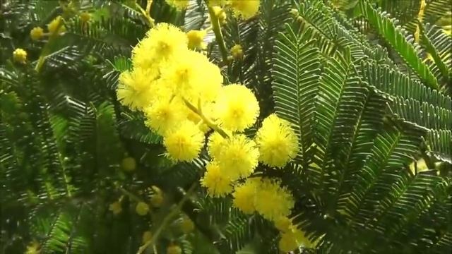 Кружит голову мимоза смотреть онлайн