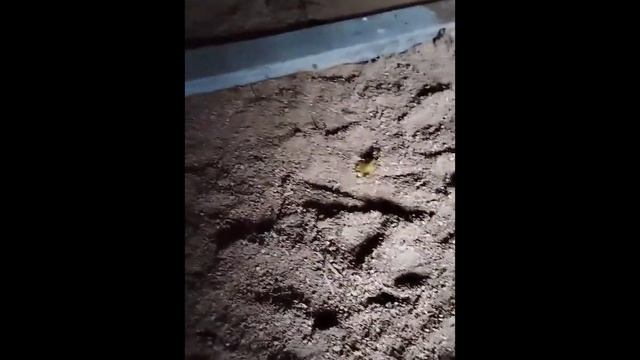 как утеплить потолок в бане. Глина+опилки. Выводы смотреть онлайн