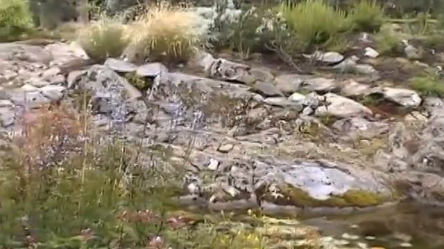 LOGAN BOTANICAL GARDENS SCOTLAND смотреть онлайн