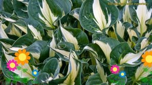 Хоста гибридная Вирлвинд. Краткий обзор, описание характеристик hosta hybridum Whirlwind