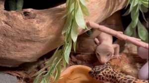 Two cohabitated Leopard geckos taking turns drinking #gulp gulp