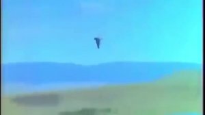 Как поймать сокола?