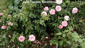 Цветут безостановочно, РОЗЫ изысканные, утонченные, словно горы из бело-розового зефира!