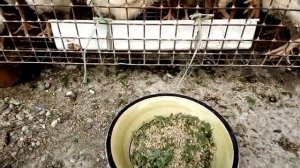 Цыплятам бройлеров 10 дней, перевела на улицу в клетку, начала давать траву. Первое хозяйство