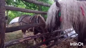 ЛОШАДИ ТЯЖЕЛОВОЗЫ ВЕРБА И БАСТИОН