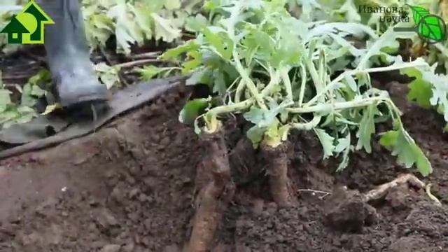 ТОП-10 РАСТЕНИЙ-АГРЕССОРОВ по мнению зрителей Ивановой Науки. Опасайтесь сажать, как побороть. смотреть онлайн