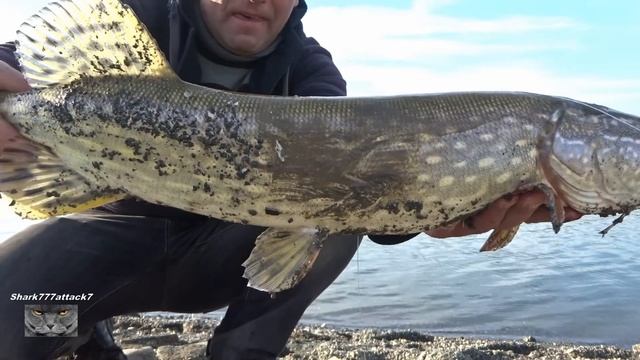 Щука.Бешеный клёв крупных щук в январе.2021.год. смотреть онлайн