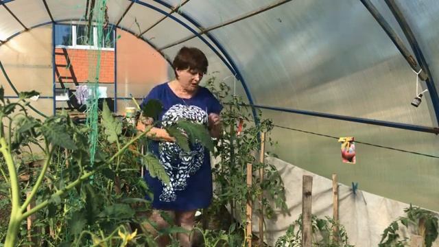 Что надо делать для хорошего урожая томатов