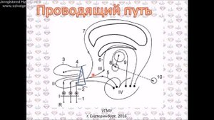 Орган вкуса и обоняния