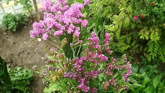 Обзор цветника на 6 сентября. смотреть онлайн