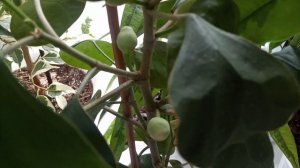 Комнатные Цветы. Обзор Растений В Спальне. Фикусы и Хойи.  Крупномеры. 8 Сентября