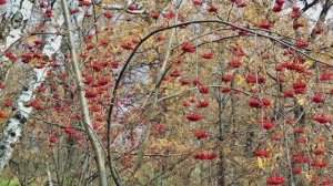 Тонкая  рябина - Л. Зыкина