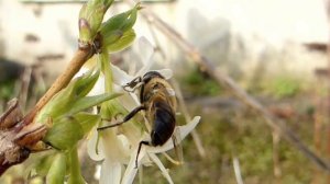 Lonicera Winter Beauty