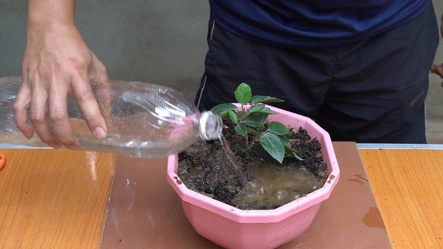 Creative Breeding Of Flower From Eggs Is Simple And Effective смотреть онлайн