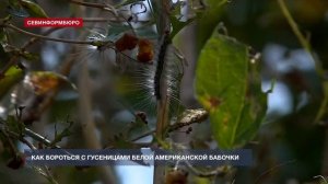 Как бороться с гусеницами белой американской бабочки