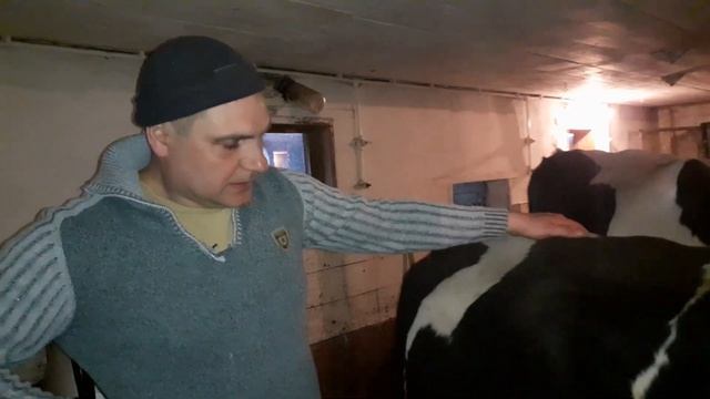 как снять отёк вымени у коровы после отёла. смотреть онлайн